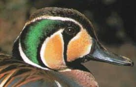 Baikal Teal