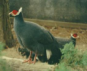 Blue-Eared Pheasant