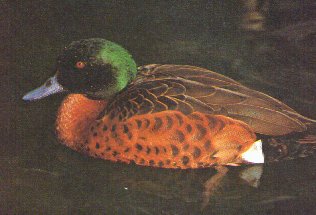 Chestnut Teal