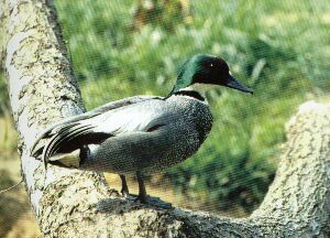 Falcated Teal