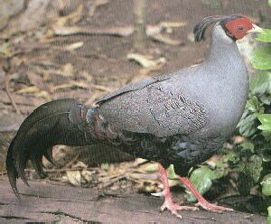 Siamese Fireback