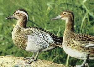 Gargeny Teal