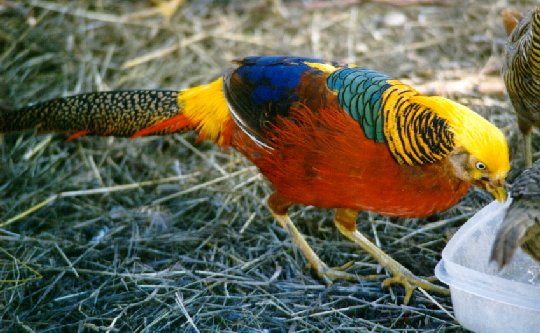 Red Golden Pheasant