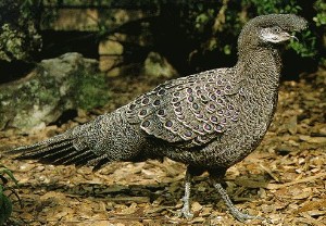 Grey Peacock Pheasant