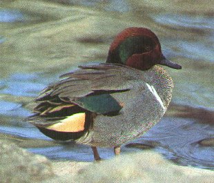 Green Wing Teal