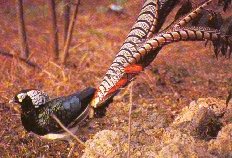 Lady Amherst Pheasant