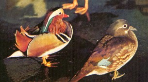 Mandarin Duck