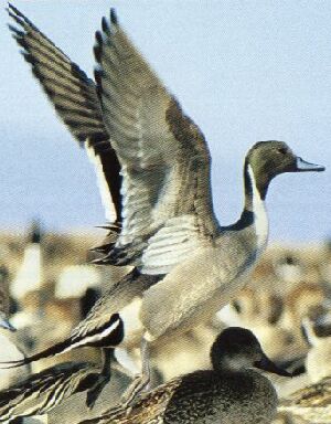 N. American Pintail