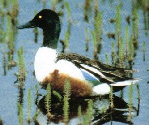 Northern Shoveler