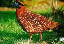 Temminck Tragopan