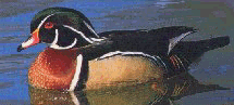 Wood Duck